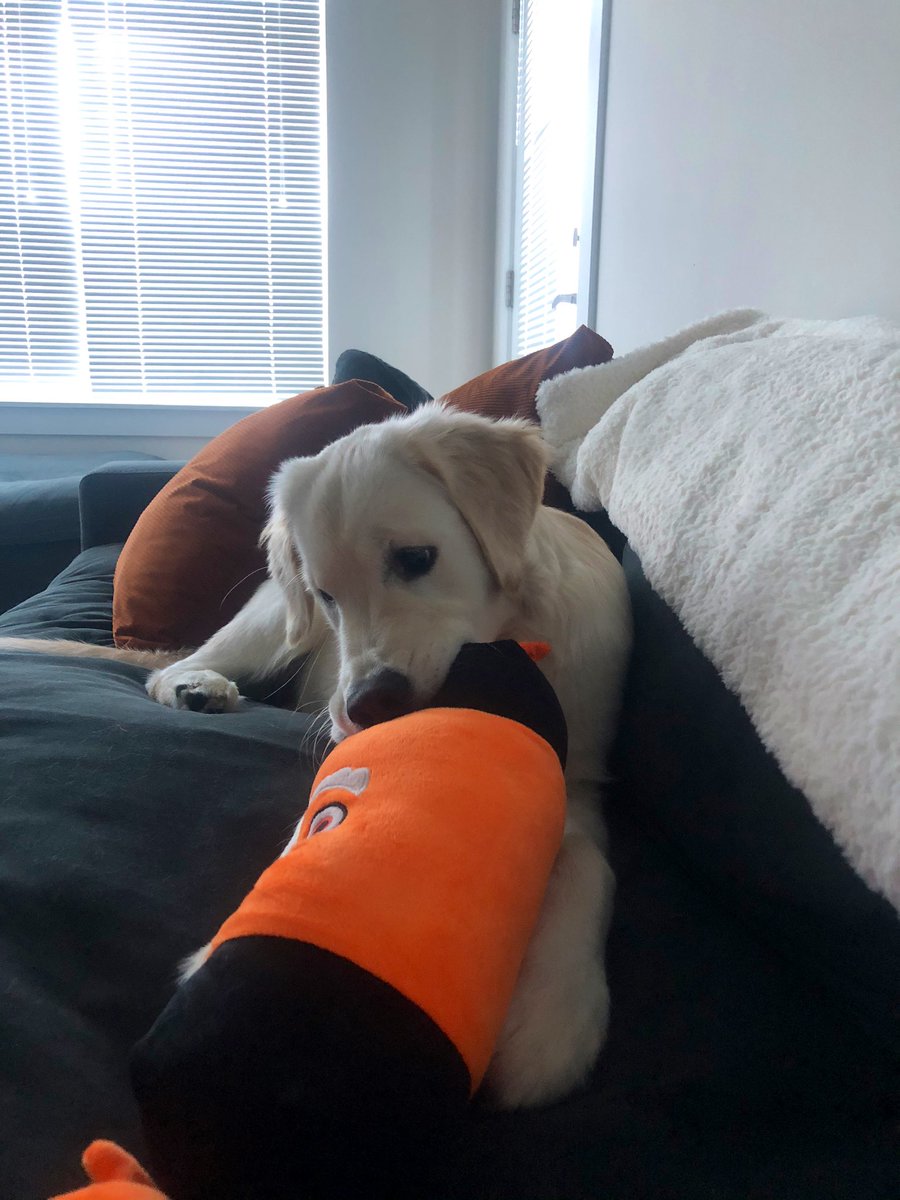 Margs_Mae's tweet image. Obsessed with this dog and her sweetness