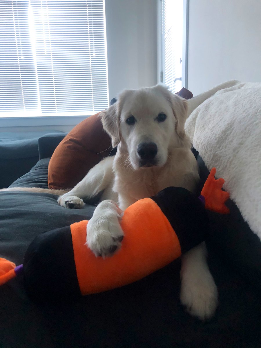 Margs_Mae's tweet image. Obsessed with this dog and her sweetness