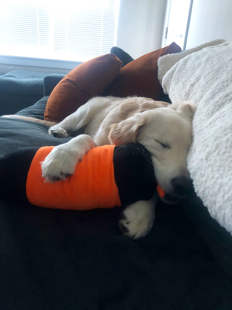 Margs_Mae's tweet image. Obsessed with this dog and her sweetness