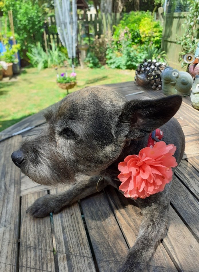  Happy Birthday  Kevin,   love from  Mollydog   