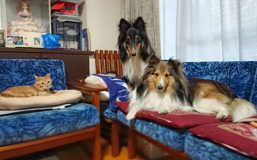 lcmc_1815's tweet photo. ①今日もスリーショットが撮れました📷
#シェルティ
#シェットランドシープドッグ
#sheltie
#shetlandsheepdog
#ラキミキ
#ラッキーミッキー
#キッキー
#luckymickey
インスタ⇒https://t.co/gnKdjzwho3 https://t.co/OXyMO7j3w5