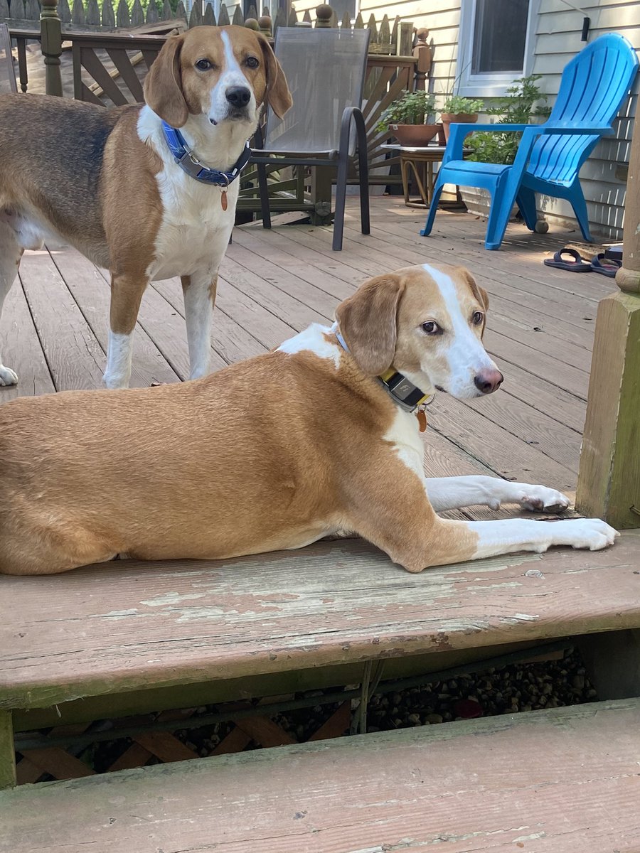 DeeDee_lu's tweet photo. @fox5dc Hey Fox5 meet Bishop &amp; Gigi ~ American Foxhounds &amp; considered George Washington’s dog breed!! Bro &amp; Sis, they turn 5 🖐🏼 tomorrow 🤩🐶🐶 #NationalDogDay #gooddaydc https://t.co/SzxdKdiMew