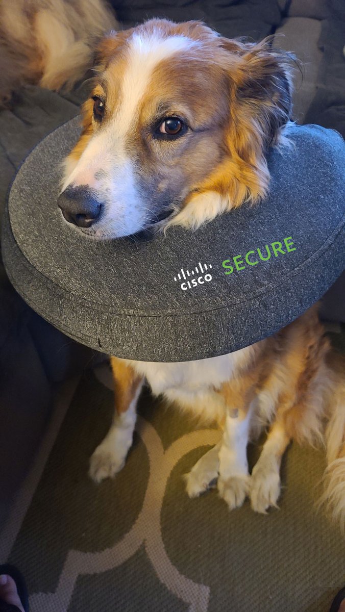 CiscoSecure's tweet photo. @Cisco @jaciikliinee Irie, Gonzo, Ollie, & Elmo have you covered - simple & secure 😉🐶 #NationalDogDay #DogsOfCisco https://t.co/ZRAPteQKDc
