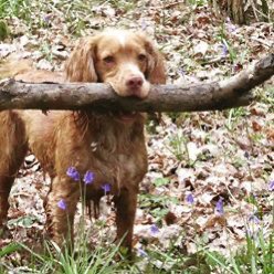 TerraquaES's tweet photo. #NationalDogDay is pretty much every day @TerraquaES. Here’s just a few of our four legged friends! #DogDay #Dog https://t.co/23MEGn2VHO