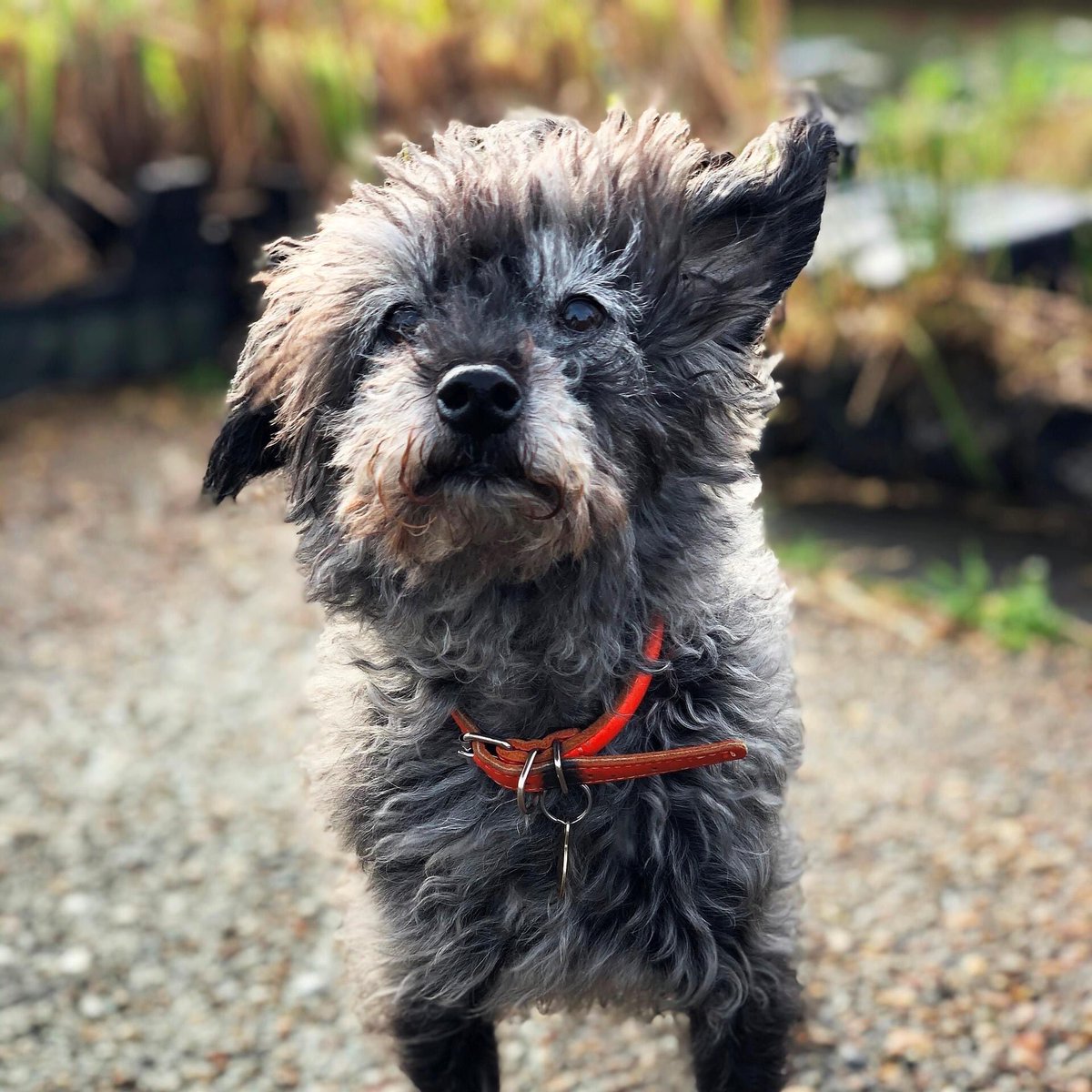 TerraquaES's tweet photo. #NationalDogDay is pretty much every day @TerraquaES. Here’s just a few of our four legged friends! #DogDay #Dog https://t.co/23MEGn2VHO