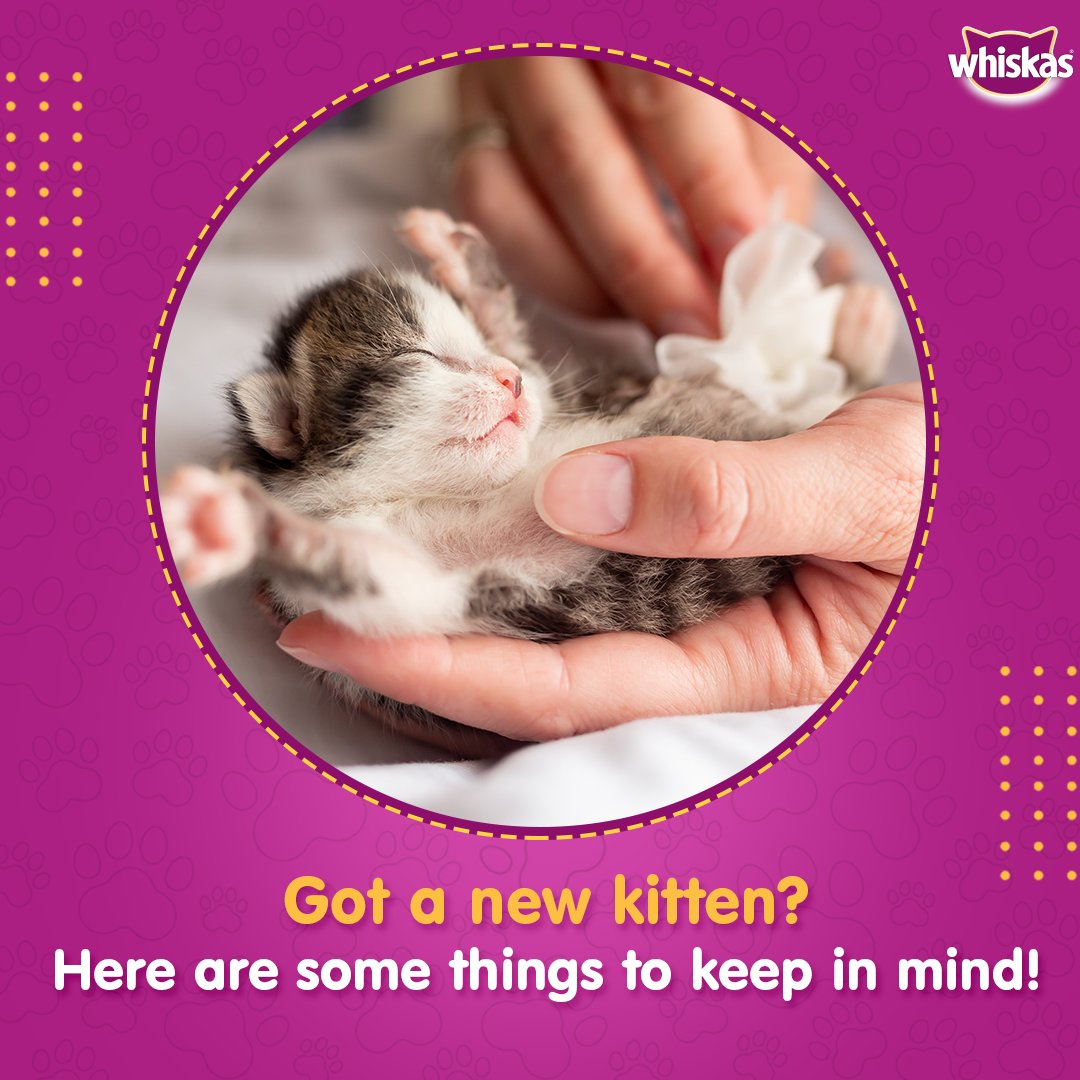 Being a new kitten parent can get you worried about fulfilling their nutritional needs. Ensure they get awholesome meal with the range of #Whiskas kitten food.
Buy Now- https://t.co/7ituKUhroJ
#WhiskasIndia #FeedTheirCuriosity #CatsOfInstagram #Catstagram #Cat #Caturday https://t.co/dgMkcBGCZ4