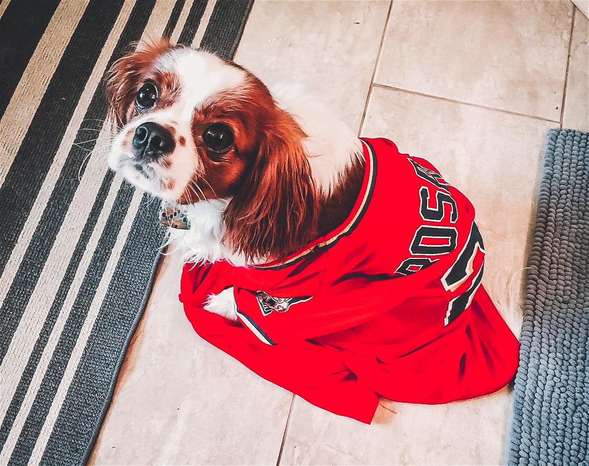 minnesota twins dog jersey