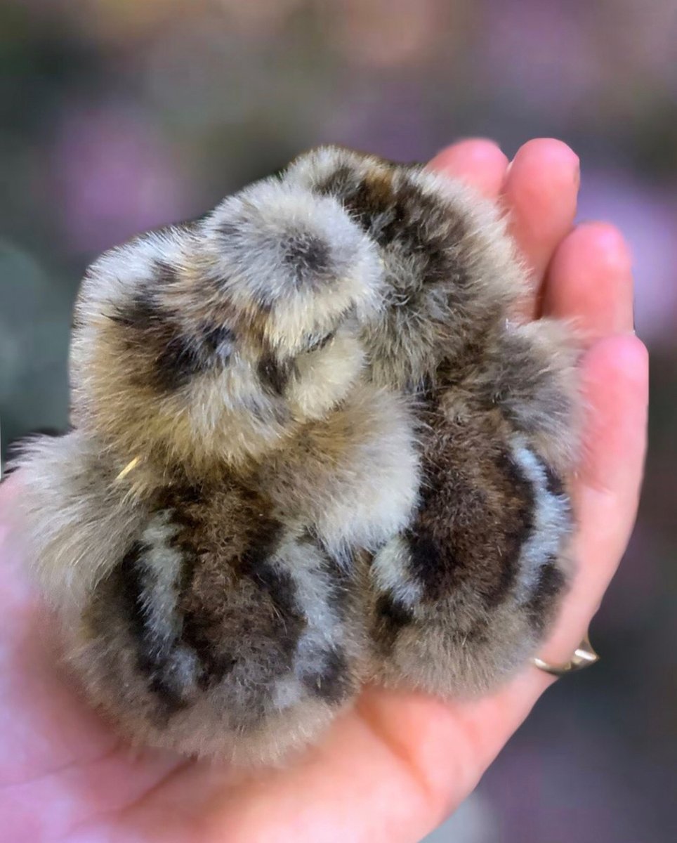 Feathered babies!!! 💚 The cuteness is off the charts at @fabandfeathered