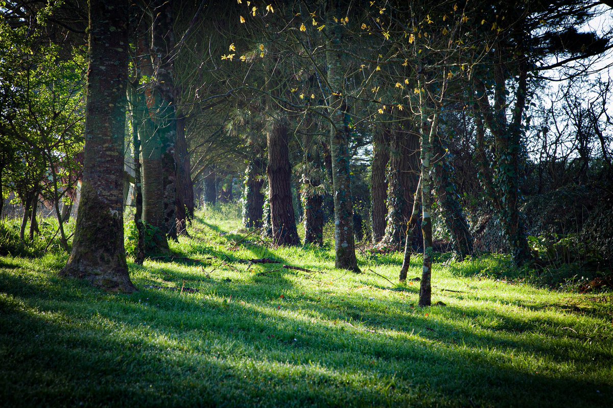 ParnallGroupLtd's tweet photo. In the aftermath of a few blustery days caused by #stormfrancis the sun peaks cautiously through a grove of trees at Trelonk as if inspecting the damage! #cornwall https://t.co/VyMSkWp23H