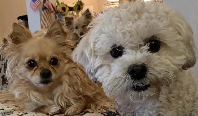 kellysangelo's tweet image. Happy National Dog Day