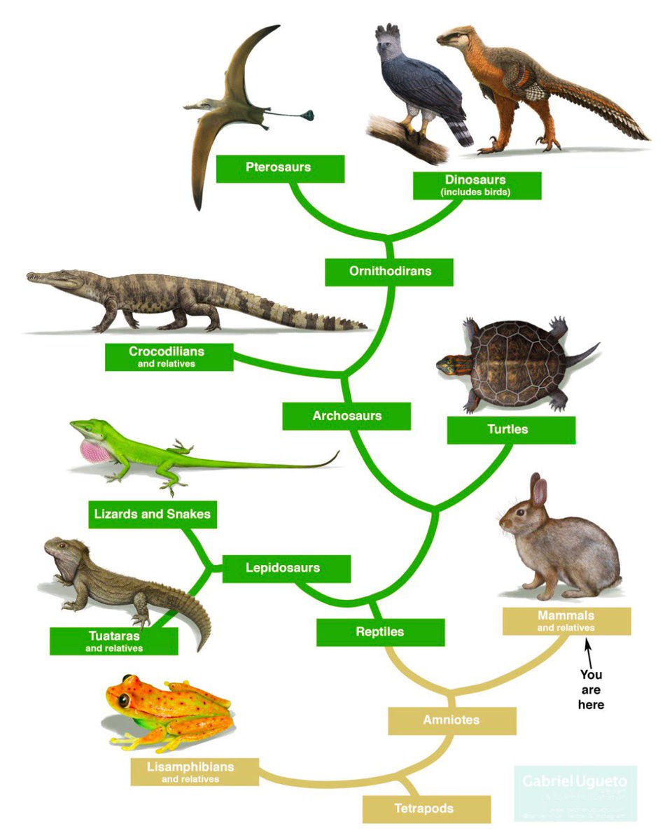 Phylogenetic tree of tetrapod relationships with emphasis on extant groups. I posted this on my stories on IG last night and I had SO MANY messages of people who still thought mammals descended from reptiles and who are still surprised birds are dinosaurs!  #paleoart  #sciart