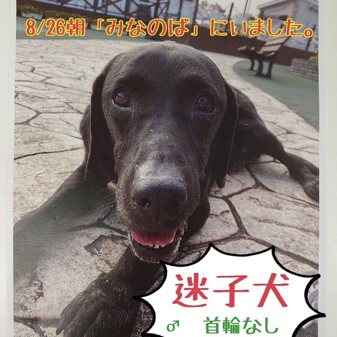 山田羊毛雑貨店 羊毛フェルト犬猫オーダーのお店 على تويتر 迷子犬のお知らせ 8 26 水 の朝 木更津 市羽鳥野の みなのば で保護されたそうです 今は君津保健所にて保護しているようです お心当たりのある方ははとりの動物病院さんにご連絡をお願いします 山田羊毛雑貨店 羊毛フェルト犬猫オーダーのお店 على تويتر 迷子犬のお知らせ 8 26 水 の朝 木更津 市羽鳥野の みなのば で保護されたそうです 今は君津保健所にて保護しているようです お心当たりのある方ははとりの動物病院さんにご連絡をお願いします