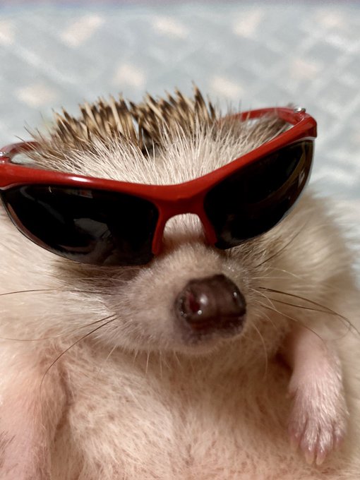 ハリネズミ好きのtwitterイラスト検索結果