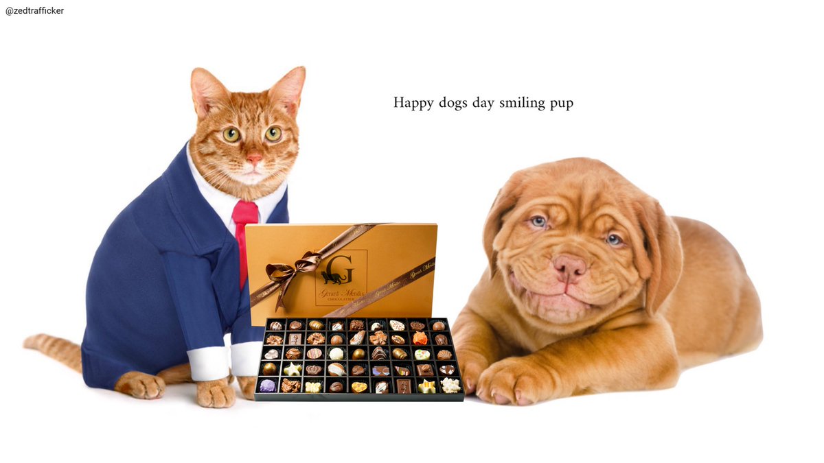 Happy #InternationalDogDay <a href="/PupSmiling/">Smiling pup</a> from <a href="/_SmartCat/">Smart Cat</a> <a href="/OneMinuteBriefs/">One Minute Briefs ⏱️</a>