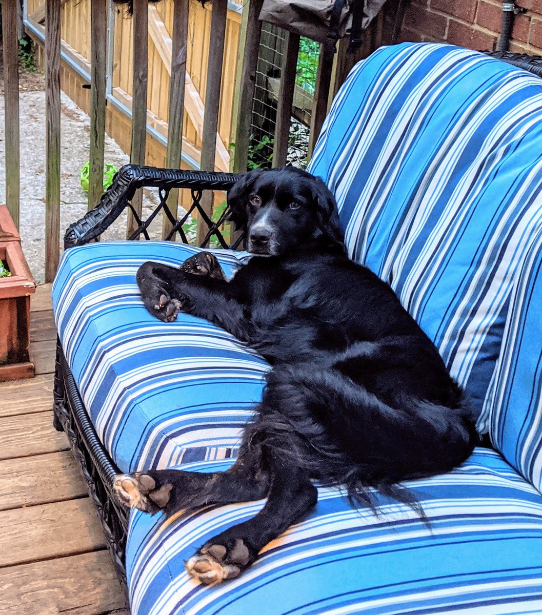 fred_siegel's tweet photo. @marinamaral2 Talluelah relaxing on the back porch https://t.co/ARTIlNO3Sw
