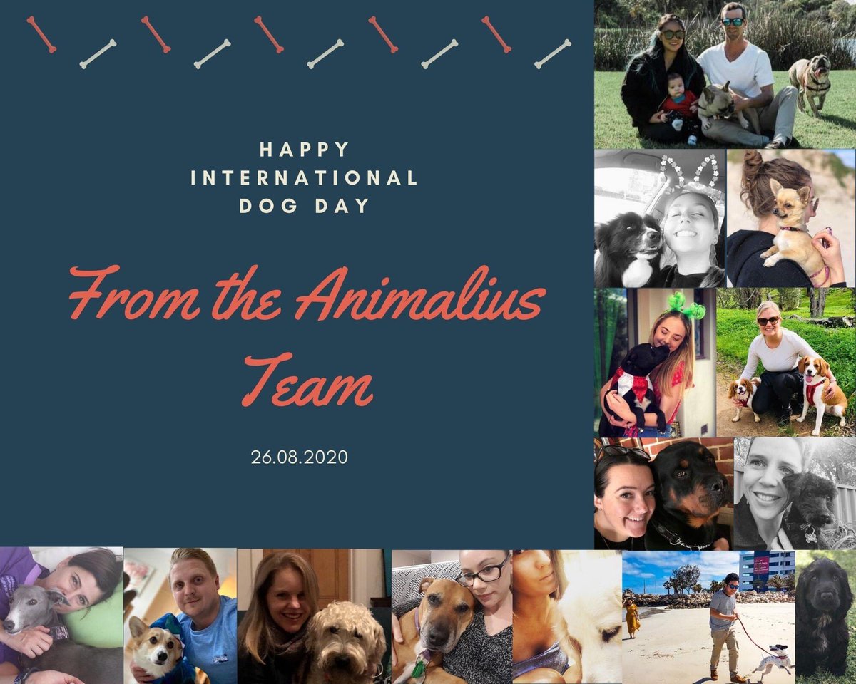 AnimaliusVet's tweet photo. Happy #InternationalDogDay from the team &amp; dogs of Animalius!
Josh Billings said "A dog is the only being on earth that loves you more than he loves himself” and we couldn't agree more, so be sure to give your soul-mutt(s) some extra love today. 
#fortheloveofdogs https://t.co/pSbB1bkPIj