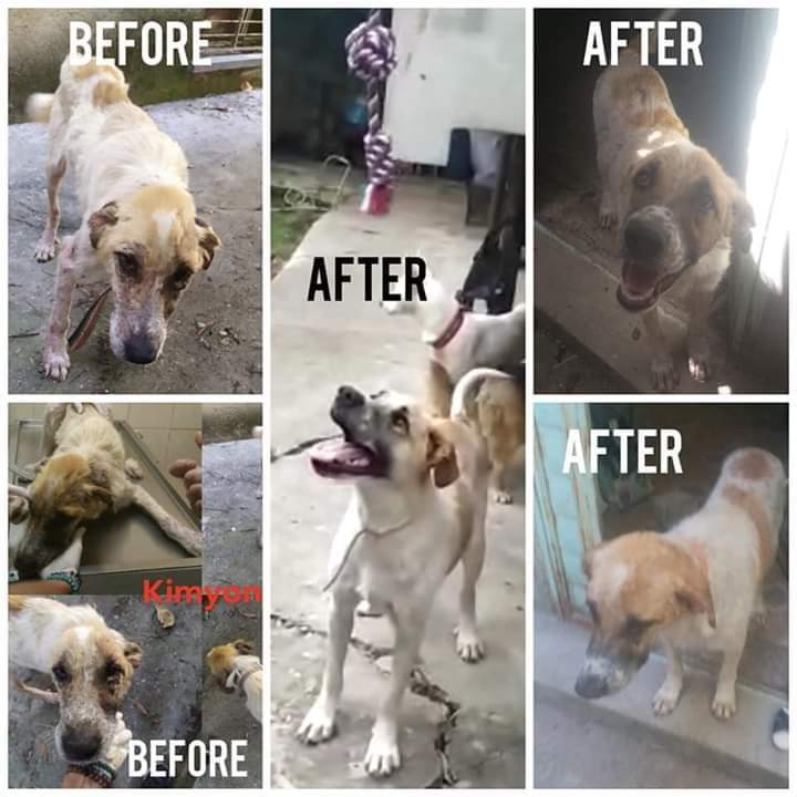 dogs_forgotten's tweet photo. Before and after ❤️❤️❤️
#InternationalDogDay
#WednesdayMotivation 
#fortheloveofdogs
#KindnessMatters 
#straysabroad 
#forgottendogs https://t.co/Uqc6PTMLV2