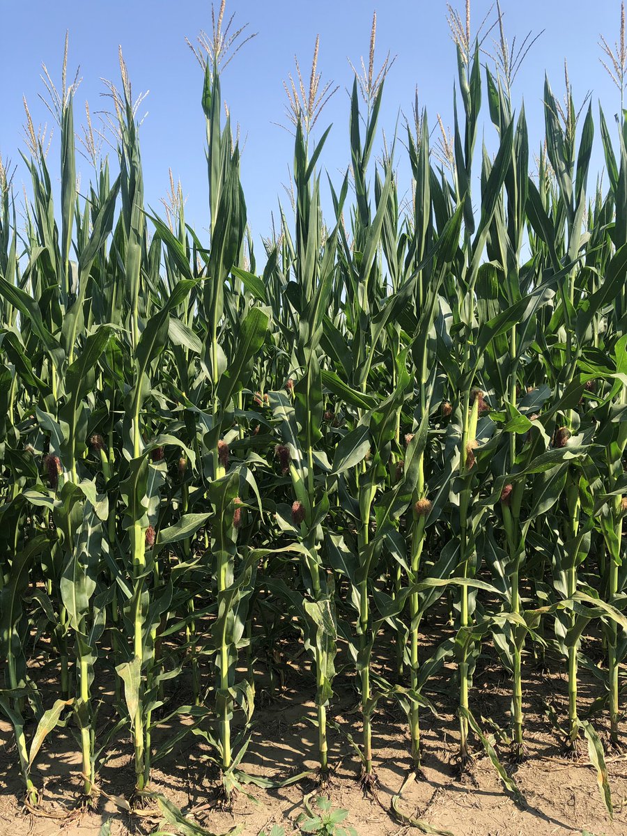 Double crop corn behind PurisPeas in NC Kansas... @PurisGrowers #doublecrop4return