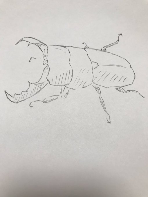 ヒラタクワガタ 