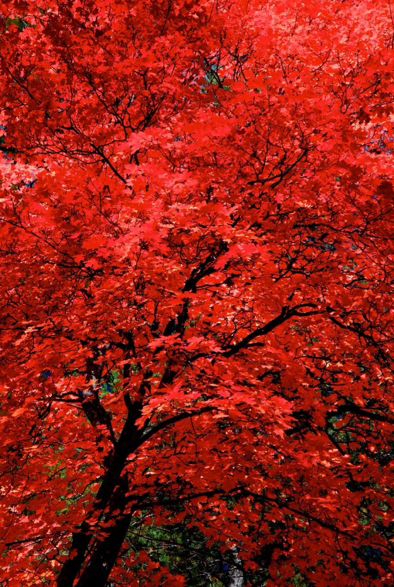 littlest5sosfan's tweet image. Type ur birth month + red + aesthetic on Google. Reply to this with the pics &amp;amp; tag 5 Red team moots. Don't re-tag. Keep this going!
@myinsidedemons
@speaknowlftv
@wildflowerRay
@RedDesertDuke
@InvisibleLex

#StreamTeeth #RedSOSHasTeeth 
#teethCALM #RedSOS