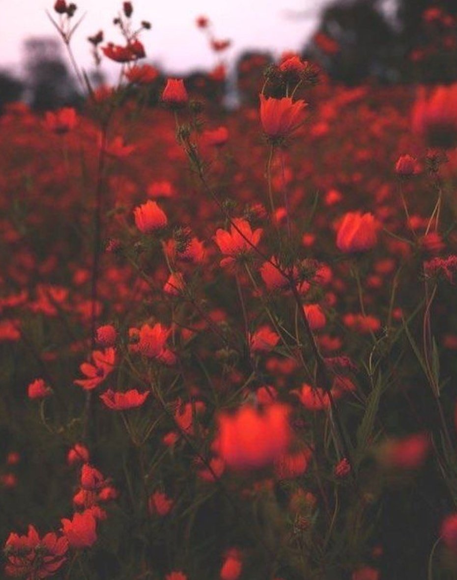 littlest5sosfan's tweet image. Type ur birth month + red + aesthetic on Google. Reply to this with the pics &amp;amp; tag 5 Red team moots. Don't re-tag. Keep this going!
@myinsidedemons
@speaknowlftv
@wildflowerRay
@RedDesertDuke
@InvisibleLex

#StreamTeeth #RedSOSHasTeeth 
#teethCALM #RedSOS