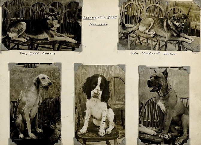 Lancers_Museum's tweet photo. Another #NationalDogDay tweet! A selection of 12th Lancer regimental hounds from 1946, including Grana and Harris. #RoyalLancers #OrGlory #DogsofTwittter https://t.co/kNYDgZ1EkD