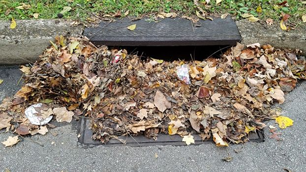 ecoactioncenter's tweet image. Rake leaves and yard waste near the curb not in the street! Yard waste and leaves in the street end up in our storm drains, clogging drains. Some also flows through to streams, adding too much nitrogen to the water which contributes to harmful algal blooms. #watershedwednesday