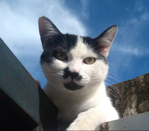 iisabolinha's tweet photo. o bigodudo mais lindo do brasil
#TrofeuBigoday
#Bigoday
#beardstache https://t.co/hEKnGhqaKi