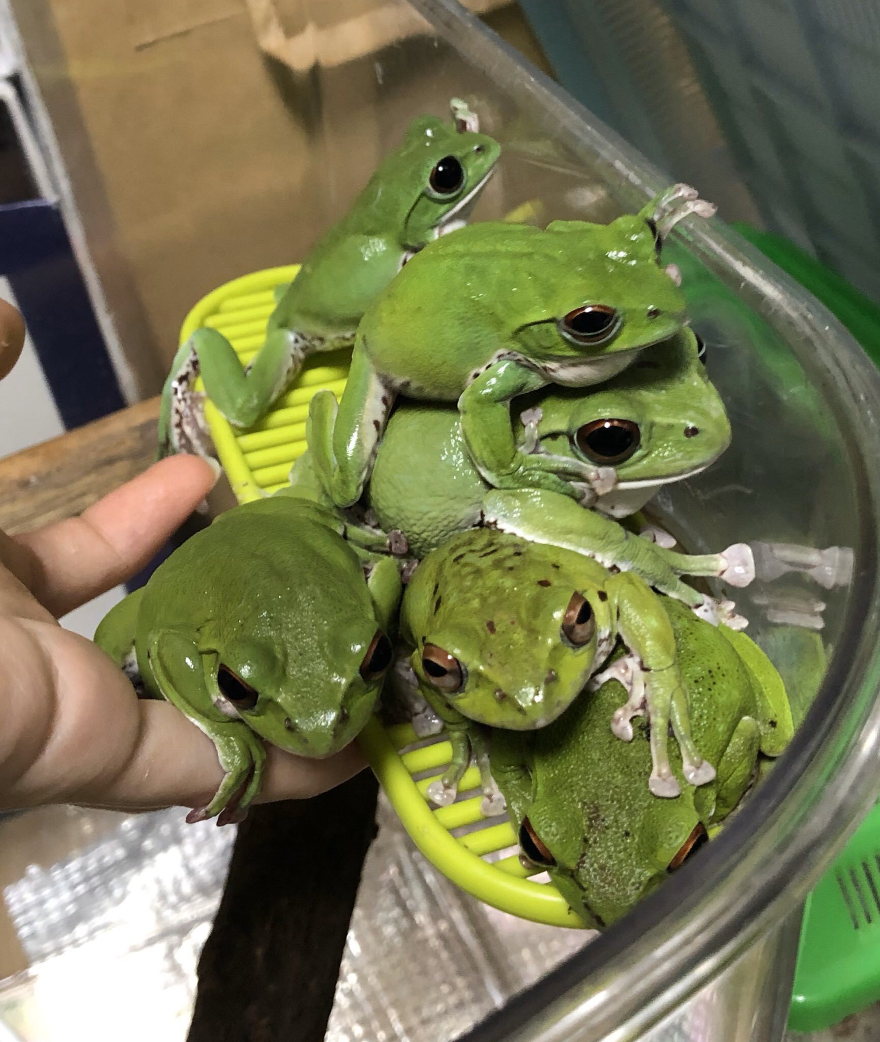 モリアオなめこ Na Frog Twitter