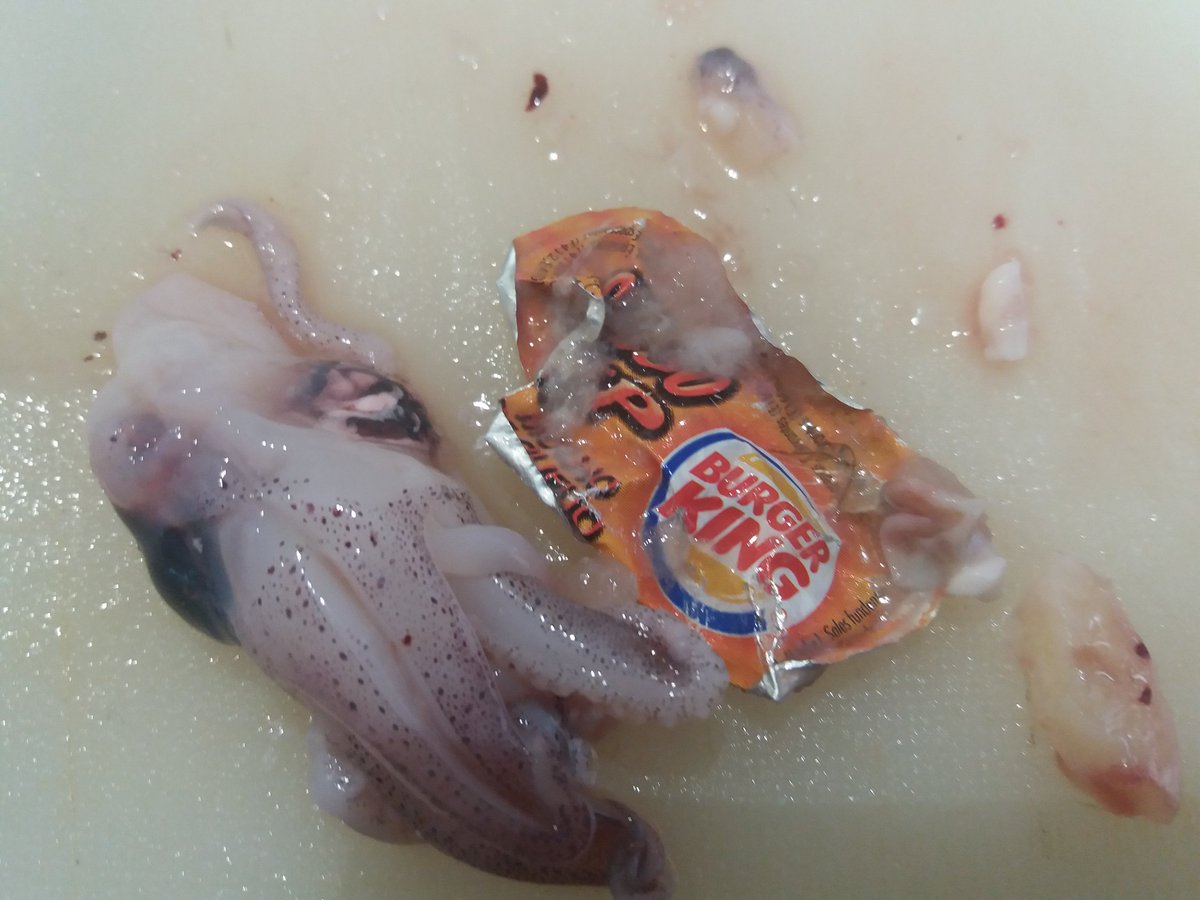 Hasta dentro del pescado te puedes encontrar publicidad.
Esta mañana, limpiando esta "baila" que ha pescado mi hijo, me he encontrado con un regalito.
¡Esto va mal!