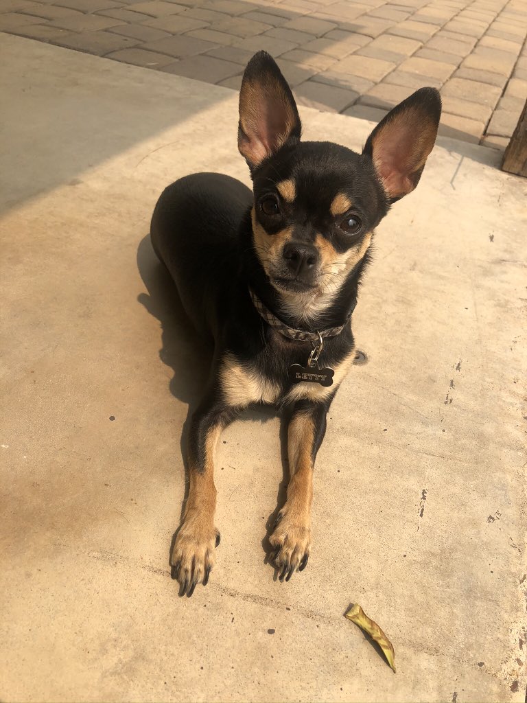 andriana__diaz's tweet photo. #fox10dogday 💙 https://t.co/6kwYths1u0