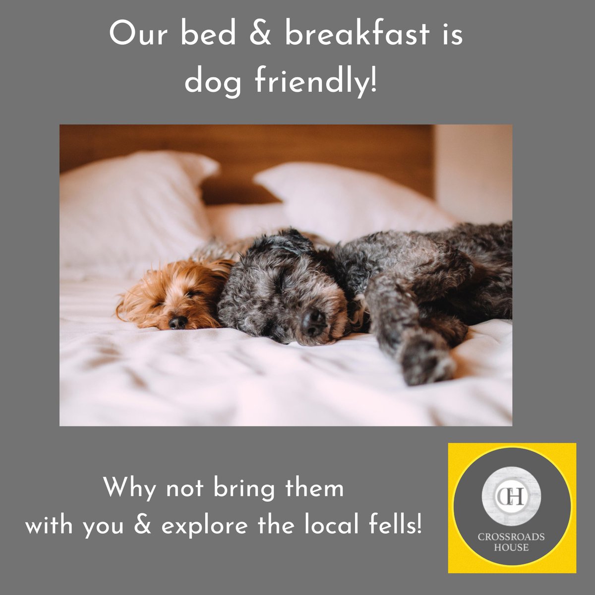 CrossroadsH_bnb's tweet photo. With it being #dogday today, we wanted to let everyone know again that our #bedandbreakfast is #dogfriendly so no need to leave your dog behind! Why not take them with you on your #stay with us! We have a Roman well in our hallway! 

#internationaldogday #placestostay #cumbria https://t.co/oQaL7iicLh