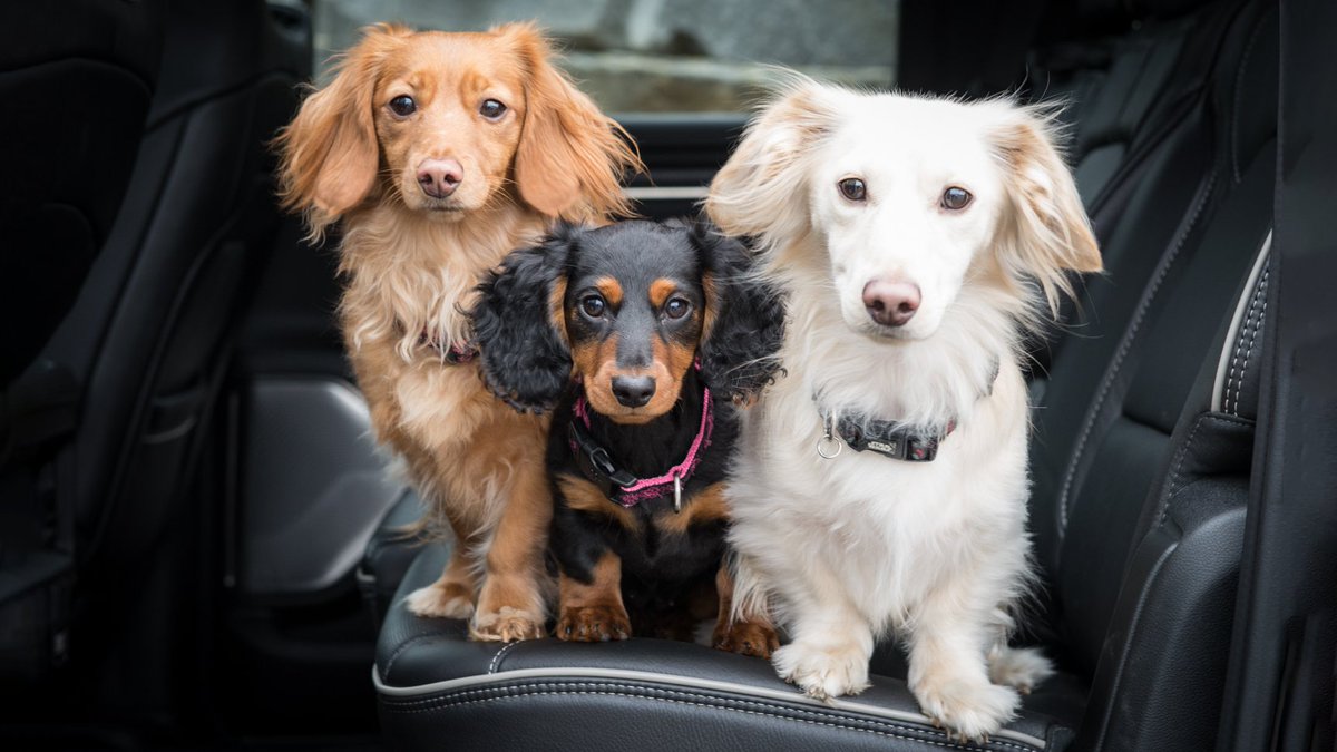 It's #NationalDogDay, which only means one thing: you have to give your furry friends a headpat from us! 🐶 #gooddogs