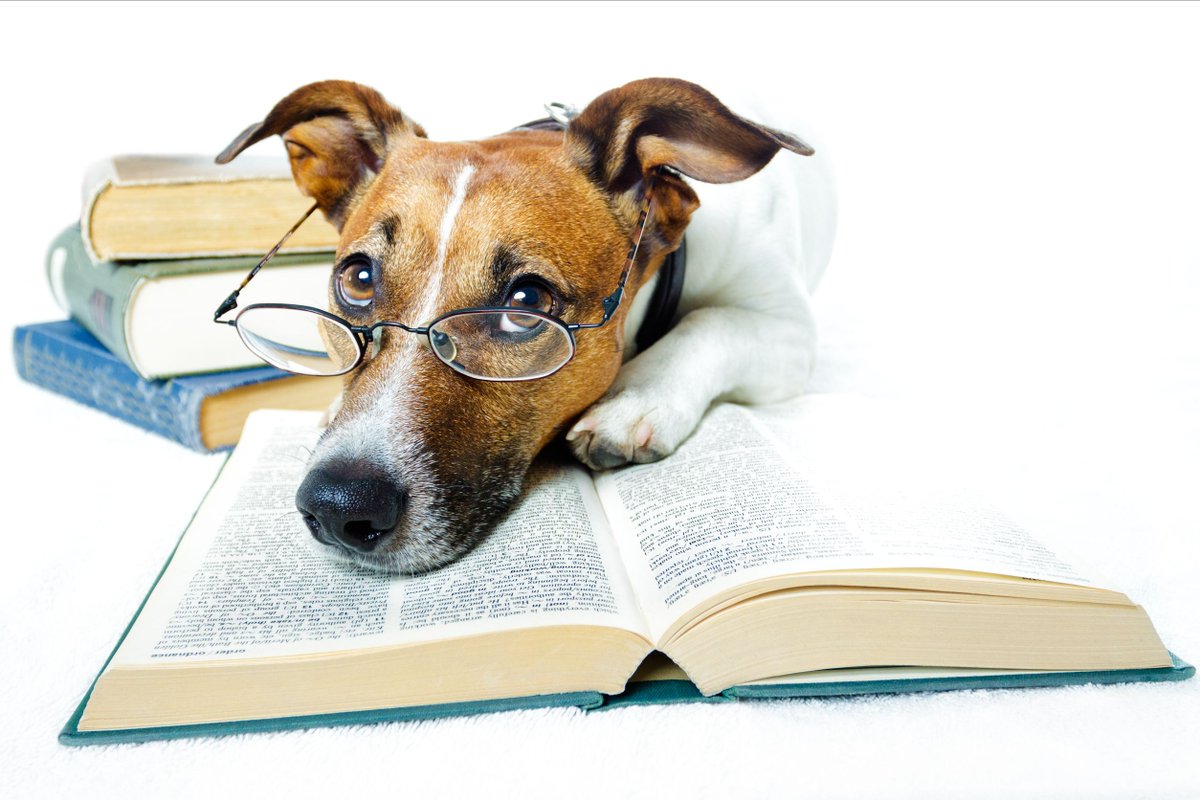 TexasShorts's tweet photo. Happy National Dog Day.  We hope you find a great book to share with your pup as they curl up next to you as you read. https://t.co/B3Ix1dMVxp