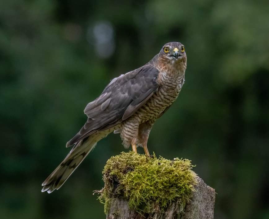 DanEvansPhoto's tweet photo. @Natures_Voice Female Sparrowhawk 😊 https://t.co/aJVZTCPxPk