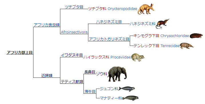 50年ぶりにアフリカで発見 絶滅が疑われていたソマリ ハネジネズミの撮影に成功 Togetter