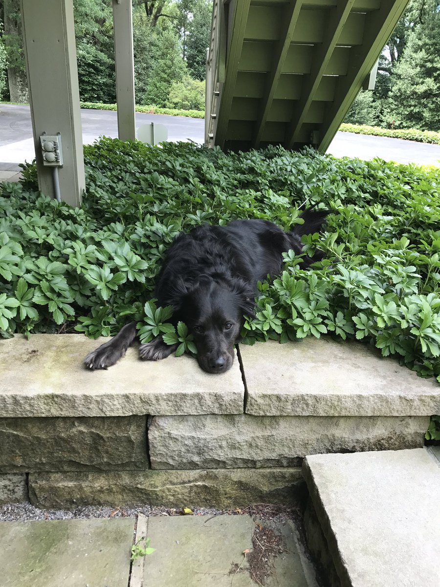 Samir Suleiman tweet media