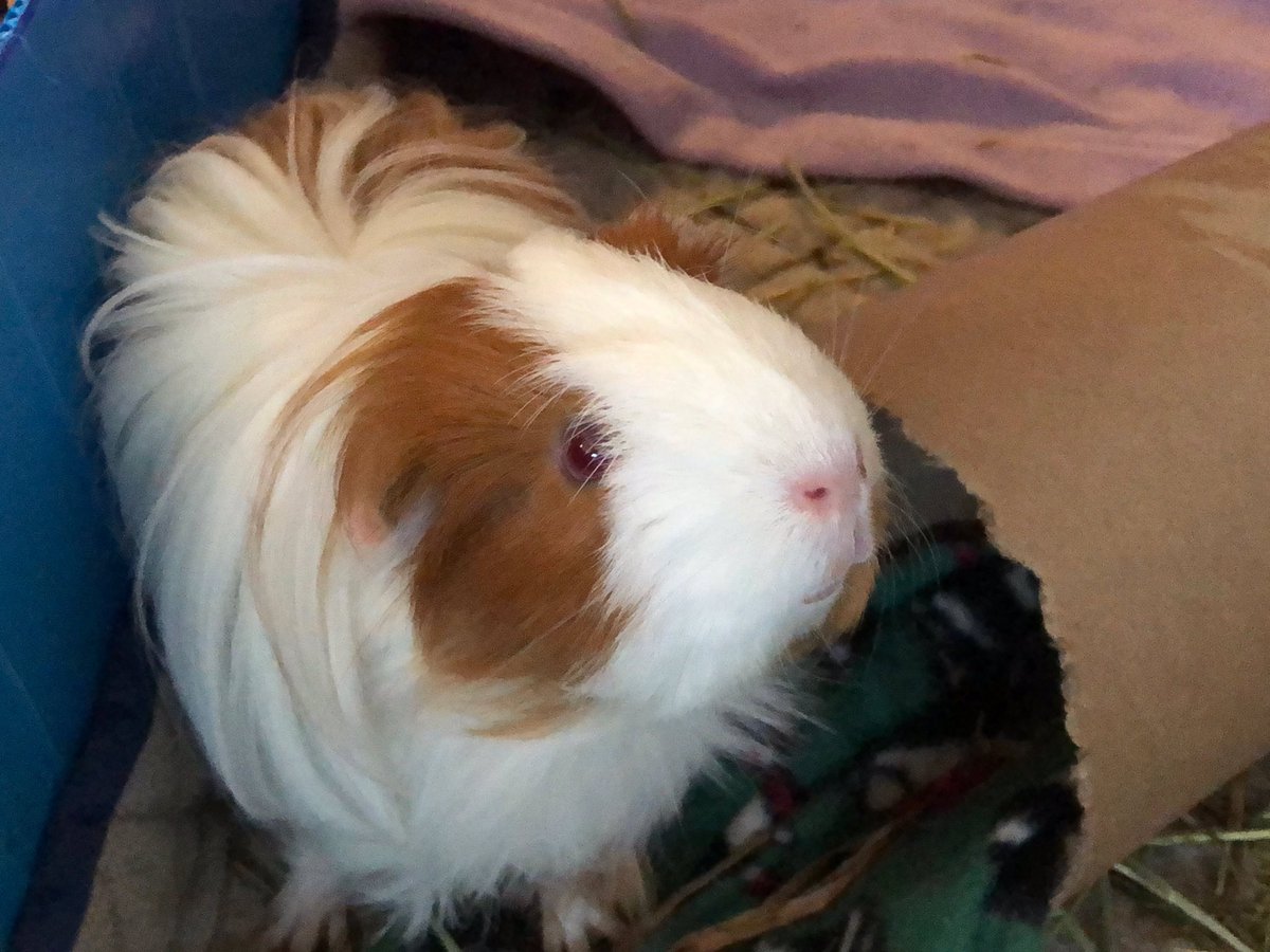 Never forget where you put your electric kettle. Anyway, coffee is made and guinea pigs are fed so time to science!