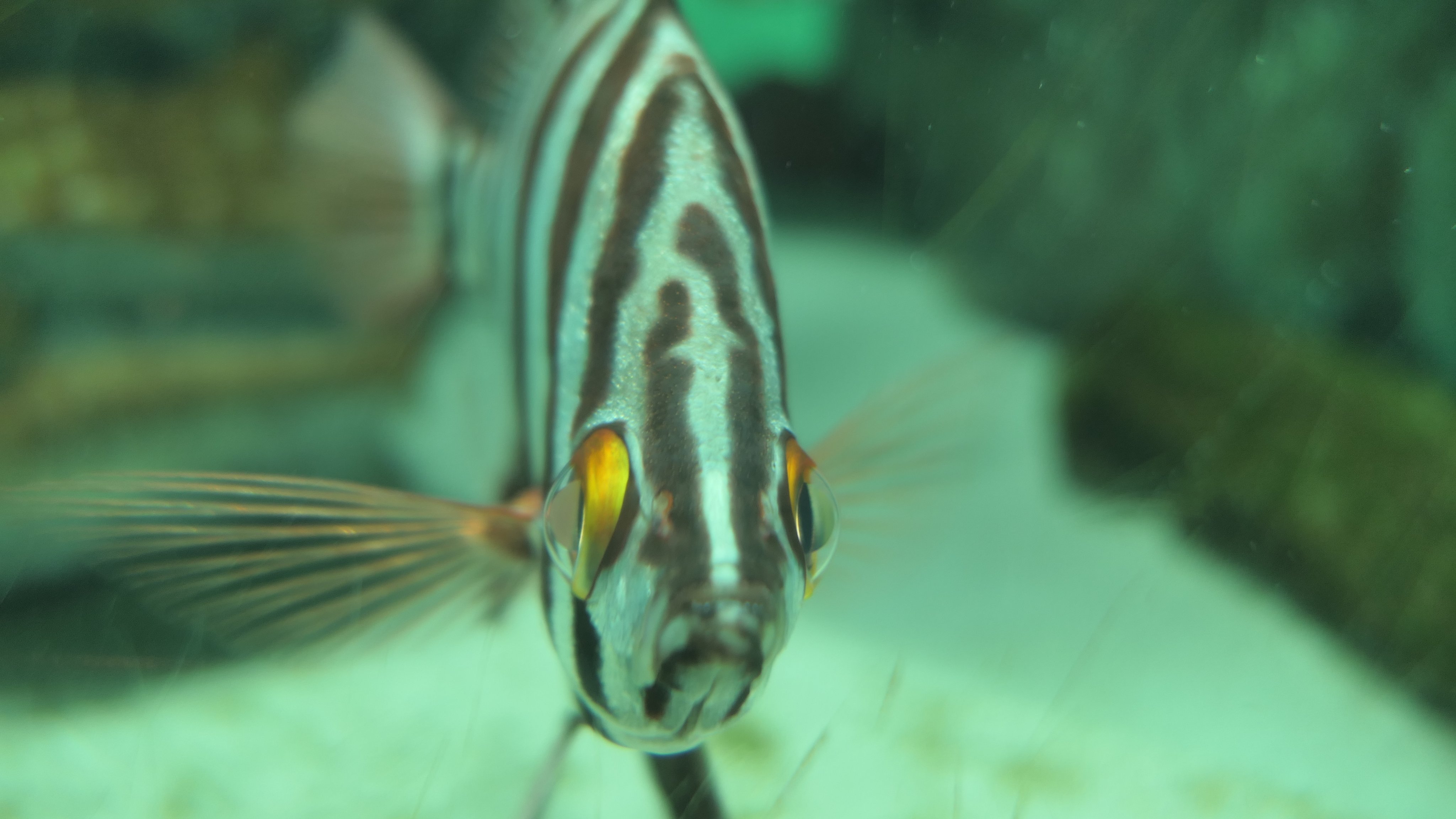 サメ社会学者ricky サメyoutube サメhp オールドワイフ 可愛い魚だけどポリコレを考えるとアウトな名前な気もする 葛西臨海水族園 水族館 魚の正面顔 T Co Smjmqmcp Twitter