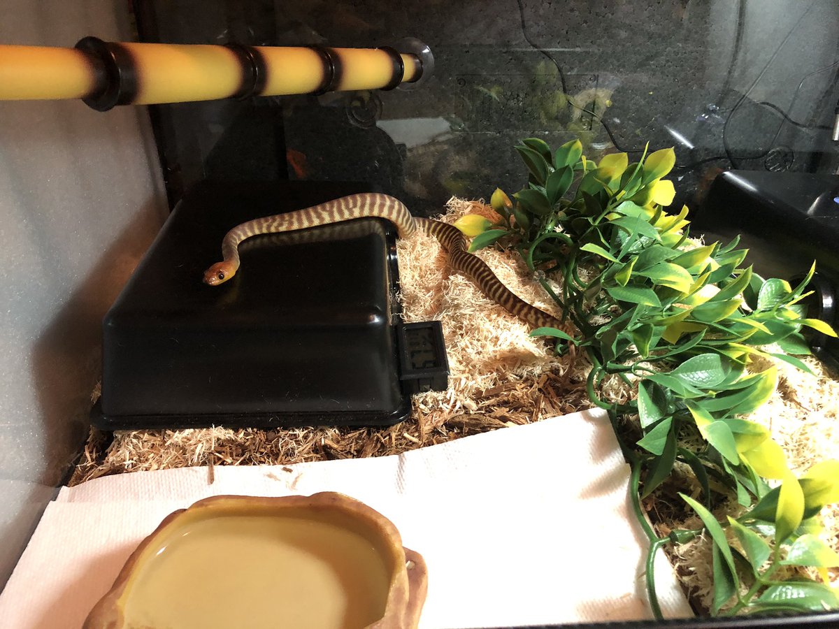 Xarallei's tweet image. Tora. He's such a small little thing. #womapython