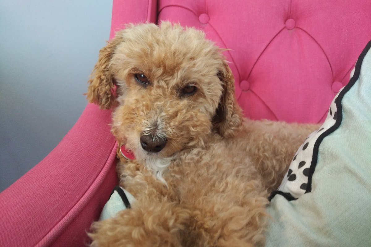 Poppy gets jealous of attention Albert gets ... especially on #InternationalDogDay