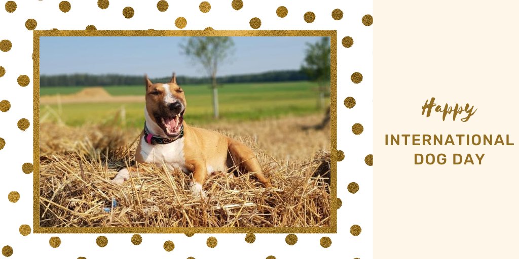 Happy #NationalDogDay!! Give your dog an extra portion of love and reasons to smile today. #InternationalDogDay  Have a pawesome day dogether!  #doglovers #dogsarethebest  #dogsoftwitter #dogparents #actijoyer #bestfriend #bullterier <a href="/NationalDogDay/">National Dog Day™</a>