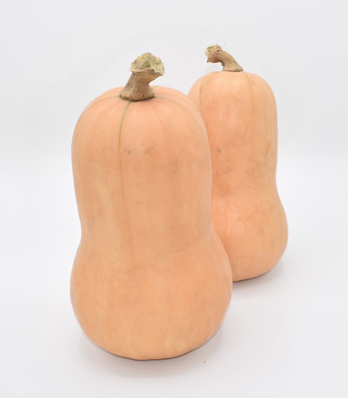 Good Job Industry, our distributor in Uzbekistan, tested our hybrid butternut squash Butler to great results: a mild taste, excellent shelf life, ideal for cooking. The yellow fruits with orange pulp reached 2kg and maturity was 70-75 days. Butler yielded 50 mt per hectare.