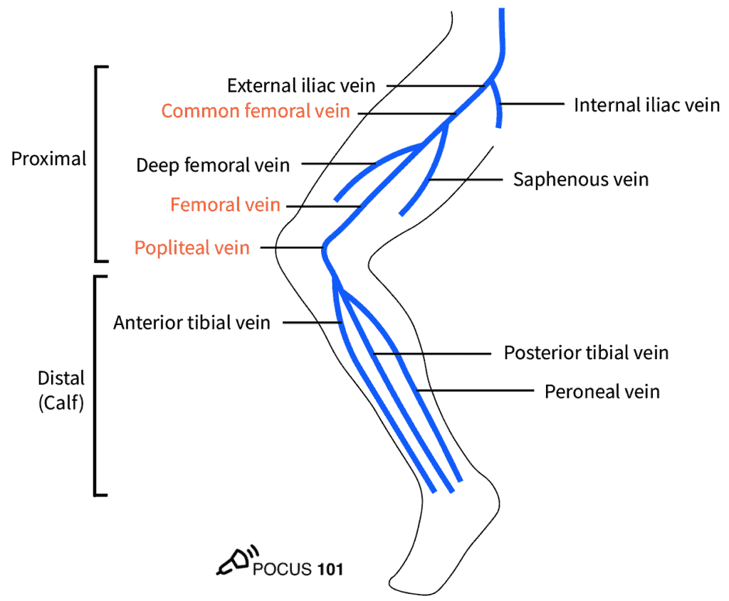 3 These are the most important deep veins to know:Common Femoral Vein (CFV) Great Saphenous Vein Bifurcation of CFV into Deep Femoral Vein and Femoral Vein (aka superficial femoral vein) Popliteal Vein Trifurcation of the Popliteal Vein https://pocus101.com/dvt 