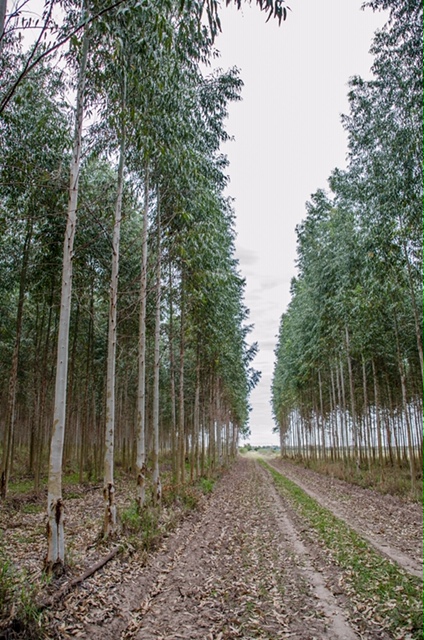 ForestalChaco's tweet photo. 🌱 PLANTACIONES SE EUCALIPTO Y QUEBRACHO COLORADO DE #UNITAN
👉 Visitamos las plantaciones de la empresa en diferentes localidades del Chaco, con el objetivo de generar madera para #tanino y como #biomasa♻, para la generación de energía.
#ChacoEsProduccion
@jmcapitanich https://t.co/wPCXNbcxuC