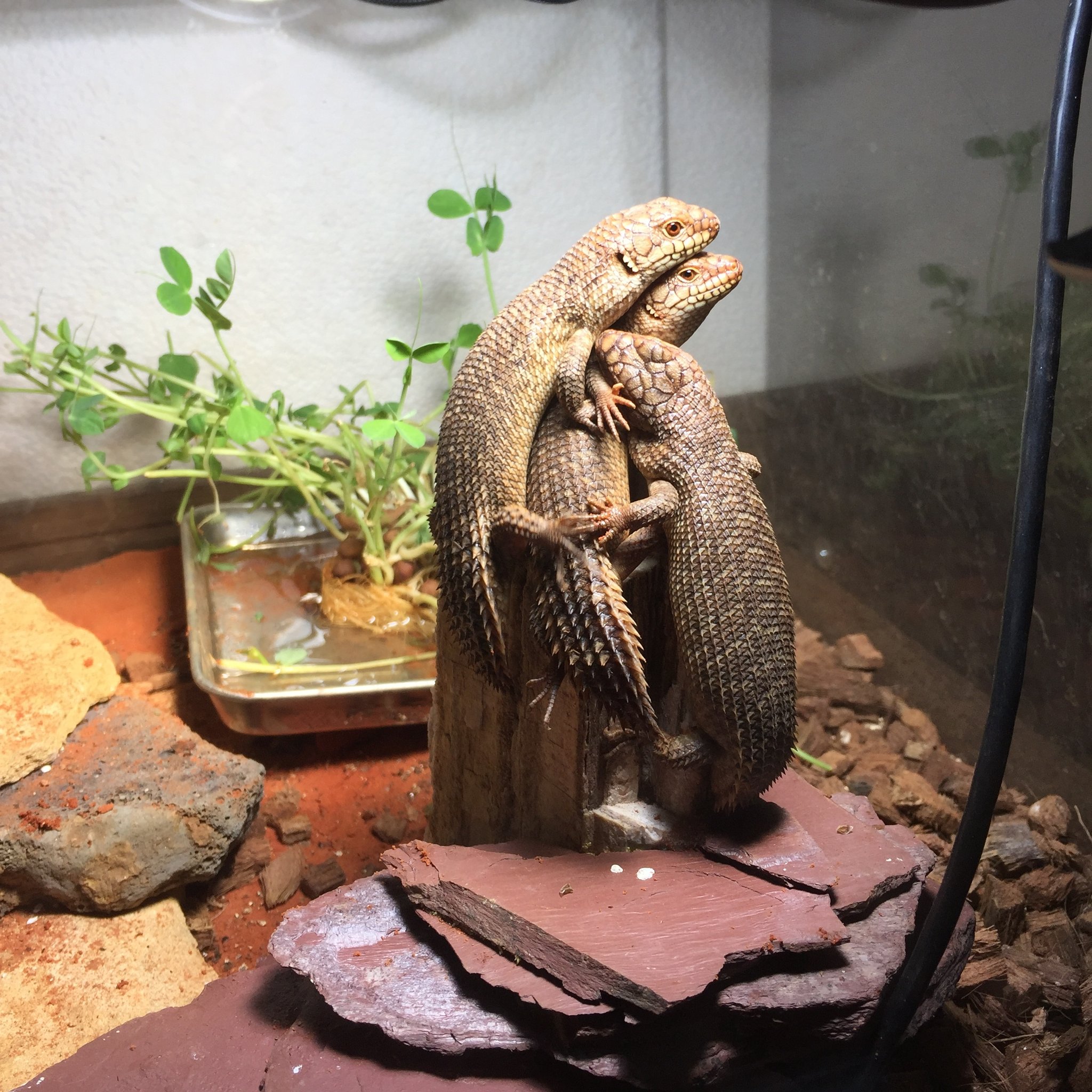 爬虫類 Castanhas カスターニャス Castanhasjapan Twitter