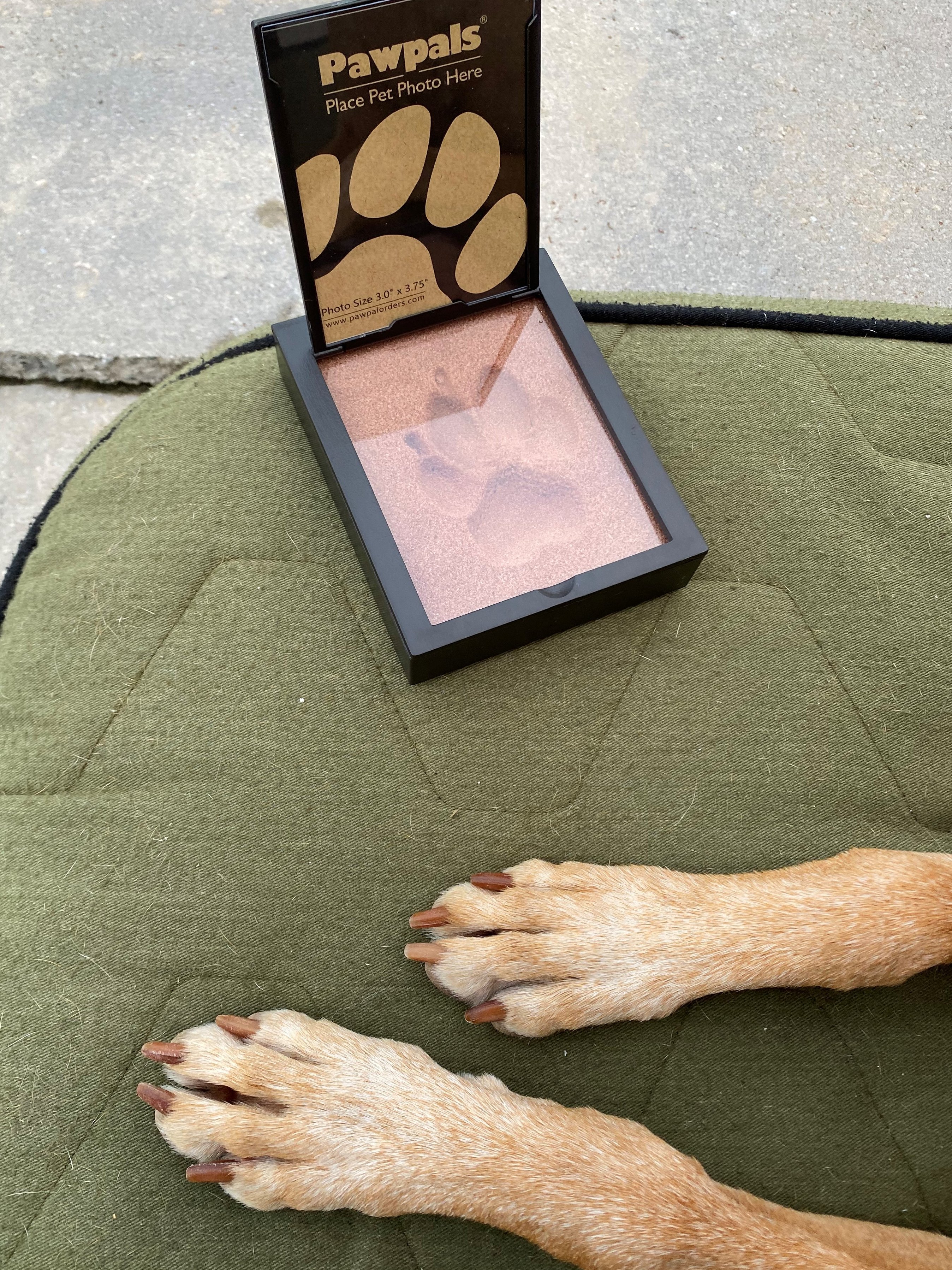 Paw pals best sale paw print keepsake