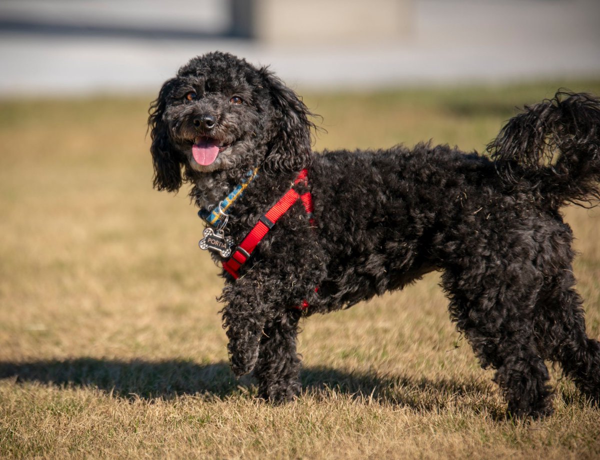 PhoenixParks's tweet photo. Happy #NationalDogDay!

@CityofPhoenixAZ is home to 13 dog parks, including the Councilwoman @TheldaWilliams1 Paw-Pup Park in downtown. Find a dog park near you: https://t.co/3D7MRLkWoe https://t.co/aAIDvznBiF