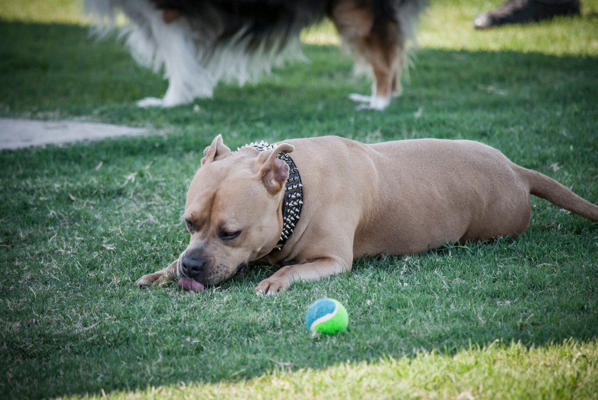 Phoenix Parks and Recreation (@phoenixparks) on Twitter photo Happy #NationalDogDay!
<a href="/CityofPhoenixAZ/">City of Phoenix, AZ</a> is home to 13 dog parks, including the Councilwoman <a href="/TheldaWilliams1/">Thelda Williams</a> Paw-Pup Park in downtown. Find a dog park near you: bit.ly/2QntA34 Happy #NationalDogDay!
<a href="/CityofPhoenixAZ/">City of Phoenix, AZ</a> is home to 13 dog parks, including the Councilwoman <a href="/TheldaWilliams1/">Thelda Williams</a> Paw-Pup Park in downtown. Find a dog park near you: bit.ly/2QntA34