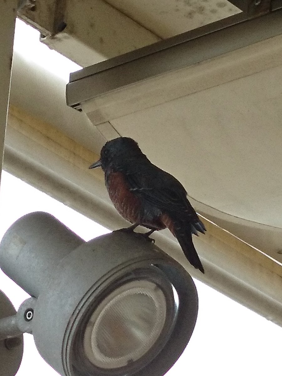 ホーホケキョ と 鳴く 鳥